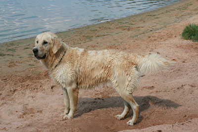 Hundestrand